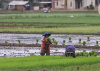Produksi Padi Diperkirakan Mencapai 3,96 Juta Ton pada Juni 2025