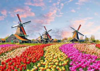 Belanda Terancam Bangkrut Akibat Kebijakan Presiden RI yang Menghantui