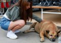 Anjing Jalanan Terkenal Mendapat Penilaian Lima Bintang di Google Maps