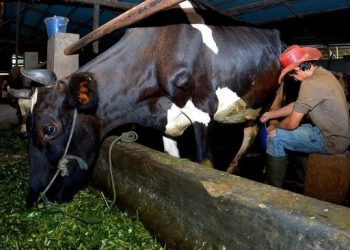 Pengusaha Pakan Ternak Ponorogo Membuktikan Manfaat KUR BRI