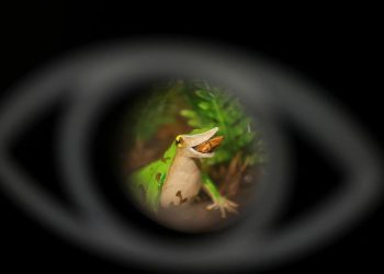 Usaha Terakhir Menjaga Kelestarian Katak Darwin dari Risiko Kepunahan