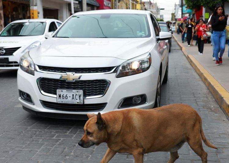 Anjing Liar di Trotoar Terkenal Dapat Bintang 5 di Google Maps
