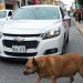 Anjing Liar di Trotoar Terkenal Dapat Bintang 5 di Google Maps