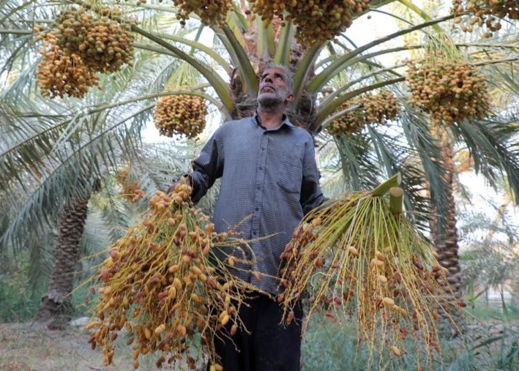 Kurma Irak Butuh Air di Gurun yang Kering