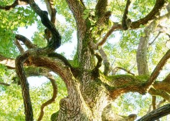 Orang Arab Serbu Indonesia Cari Tanaman yang Disebut di Al-Quran