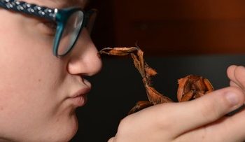 Peneliti Temukan Serangga Tongkat Terberat di Australia