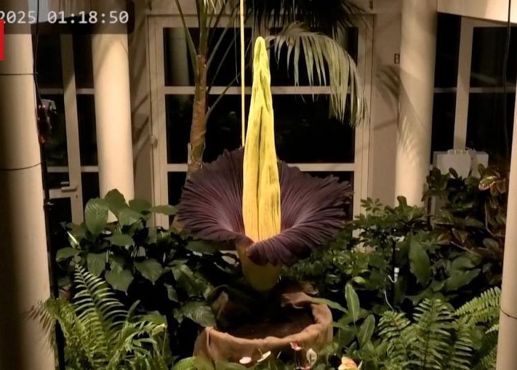 Penampakan Bunga Bangkai Mekar di Kebun Raya Polandia