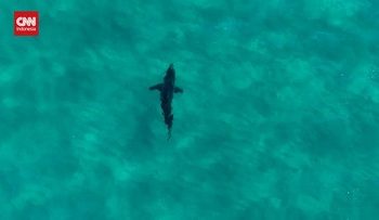 Hiu Memecah Papan Peselancar di Australia
