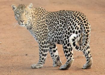 Minta Penanganan Macan Tutul yang Kabur di Lembang Secara Serius