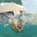 10 Negara Penyumbang Sampah Laut Terbesar di Dunia Termasuk Indonesia