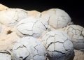Fosil Telur Dinosaurus Usia 86 Juta Tahun Ditemukan di China