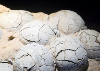 Fosil Telur Dinosaurus Usia 86 Juta Tahun Ditemukan di China