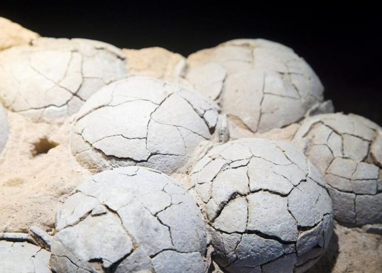 Fosil Telur Dinosaurus Usia 86 Juta Tahun Ditemukan di China