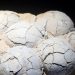 Fosil Telur Dinosaurus Usia 86 Juta Tahun Ditemukan di China