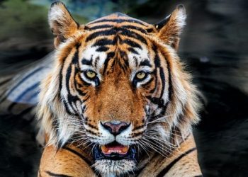 Teror Harimau di Jakarta, 800 Pemburu Beraksi untuk Menangkapnya
