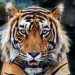 Teror Harimau di Jakarta, 800 Pemburu Beraksi untuk Menangkapnya