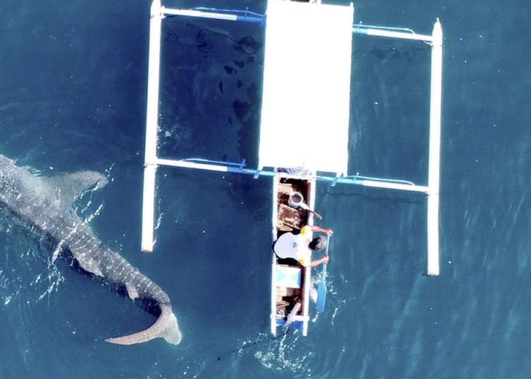 Konservasi Hiu Paus di RI Fokus pada Ketimpangan Tata Kelola dan Mitigasi