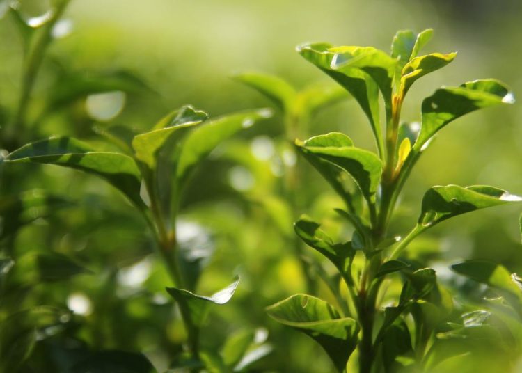 Cara Efektif Menurunkan Berat Badan dan Kolesterol yang Perlu Diketahui