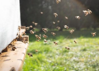 Sengatan Tawon dan Lebah Berbahaya, Kenali Cara Menanganinya dengan Tepat