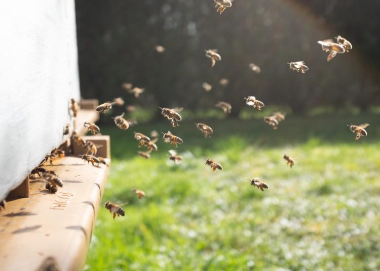 Sengatan Tawon dan Lebah Berbahaya, Kenali Cara Menanganinya dengan Tepat
