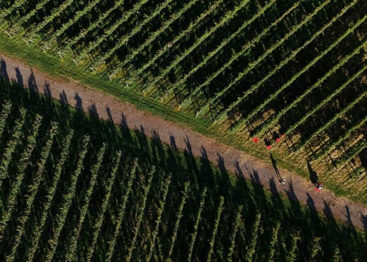 Krisis Iklim Mengganggu Petani Anggur di Jepang