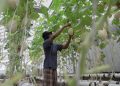 Pemberdayaan Pemulung Lewat Kebun Melon dengan Metode Hidroponik