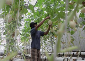 Pemberdayaan Pemulung Lewat Kebun Melon dengan Metode Hidroponik