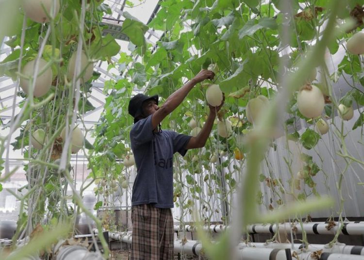 Pemberdayaan Pemulung Lewat Kebun Melon dengan Metode Hidroponik