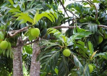 Buah Sakti Antipetaka dari Eropa Viral Makanan Mentah yang Dikenal Sejak Dulu