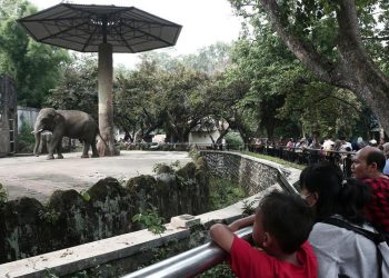 Wisata Malam Ragunan Hari Ini, Simak Jadwal dan Harga Tiketnya