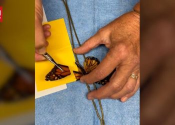 Operasi Sayap Patah Kupu-kupu Agar Bisa Terbang Kembali