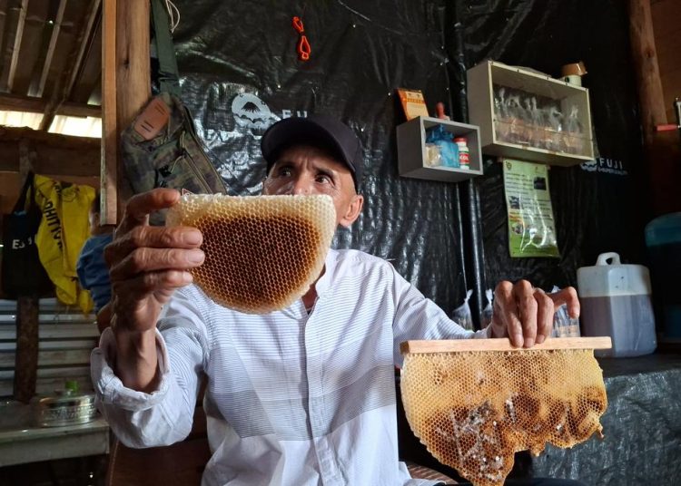 Budidaya Madu dan Peluang Baru