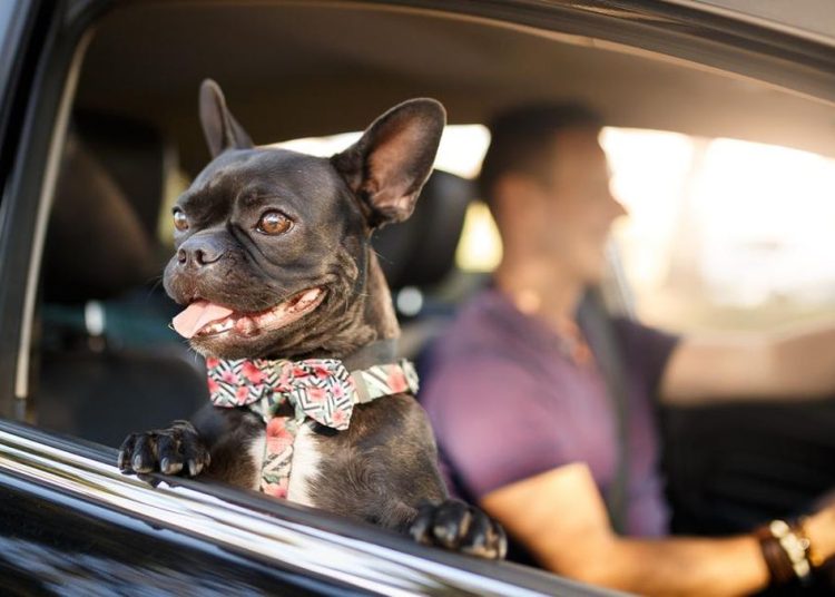 Berkendara dengan Anabul di Inggris Terancam Denda Hingga Rp109 Juta