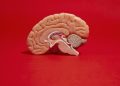 Tiga Kebiasaan Harian yang Merusak Sel Otak Menurut Ahli Saraf