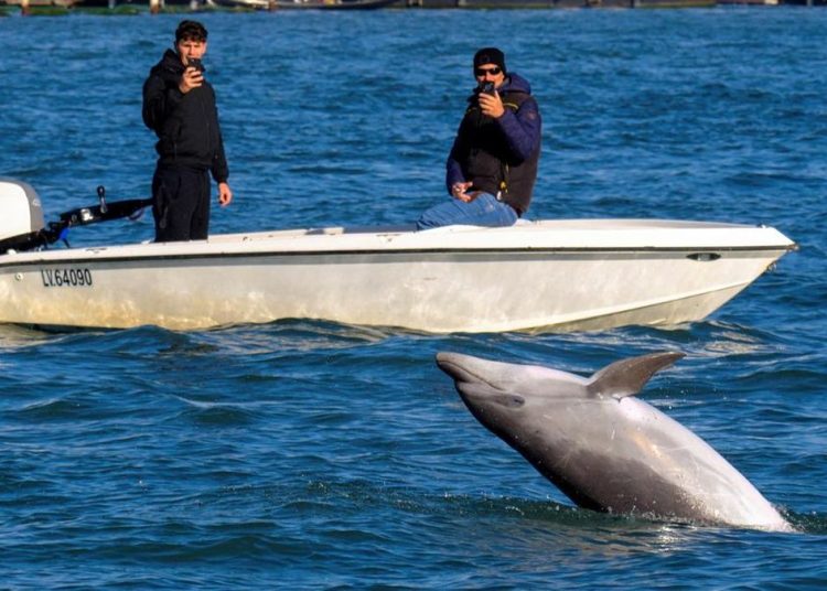 Misteri Lumba-lumba Mimmo yang Tersesat Kini Jadi Bintang di Venesia