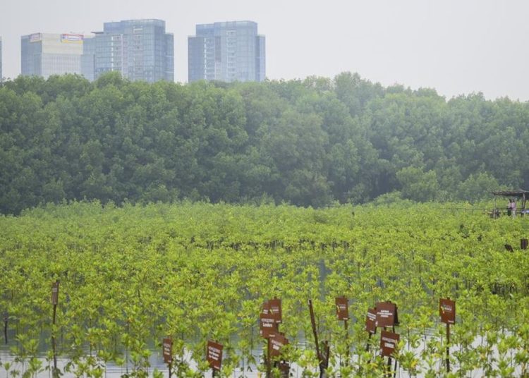 Pentingnya Restorasi Mangrove untuk Bumi