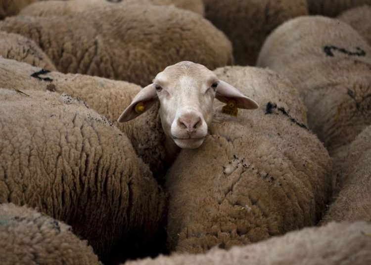 Rating Sempurna Host Airbnb Tercemar Karena Ulasan Menggelikan Suara Domba