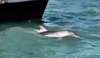 Aksi Lumba-lumba Memukau Wisatawan di Venesia