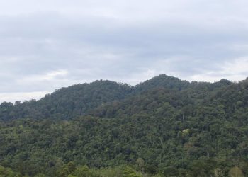 Bidik 1,4 Juta Hektare Peningkatan Ekonomi Hutan Adat bagi Warga Sekitar