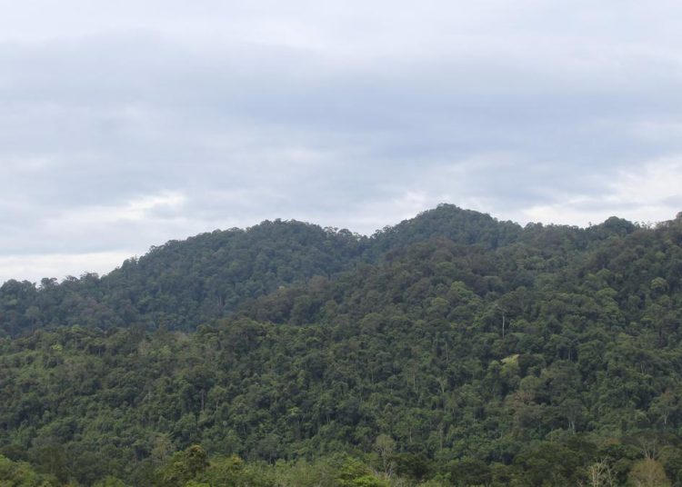 Bidik 1,4 Juta Hektare Peningkatan Ekonomi Hutan Adat bagi Warga Sekitar