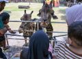 Libur Nataru, Kebun Binatang Surabaya Menjadi Tujuan Wisata Keluarga Favorit