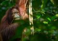 Orang Utan Kini Makan Daging Mentah, Apakah Mereka Berubah Menjadi Karnivora?