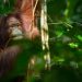 Orang Utan Kini Makan Daging Mentah, Apakah Mereka Berubah Menjadi Karnivora?