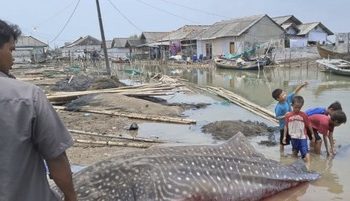 Hiu Tutul Terdampar di Pantai Purworejo dengan Panjang 4 Meter dan Berat 1 Ton