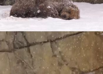 Hewan-hewan Lucu Bermain Salju di Kebun Binatang Chicago