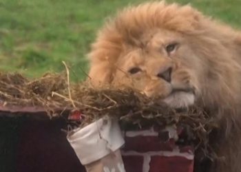 Kado Natal Awal untuk Penghuni Kebun Binatang di Inggris