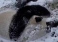 Panda Lucu Berguling di Salju Nikmati Musim Dingin
