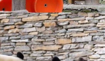 Induk Panda Tenangkan Dua Bayi Kembar yang Bertengkar