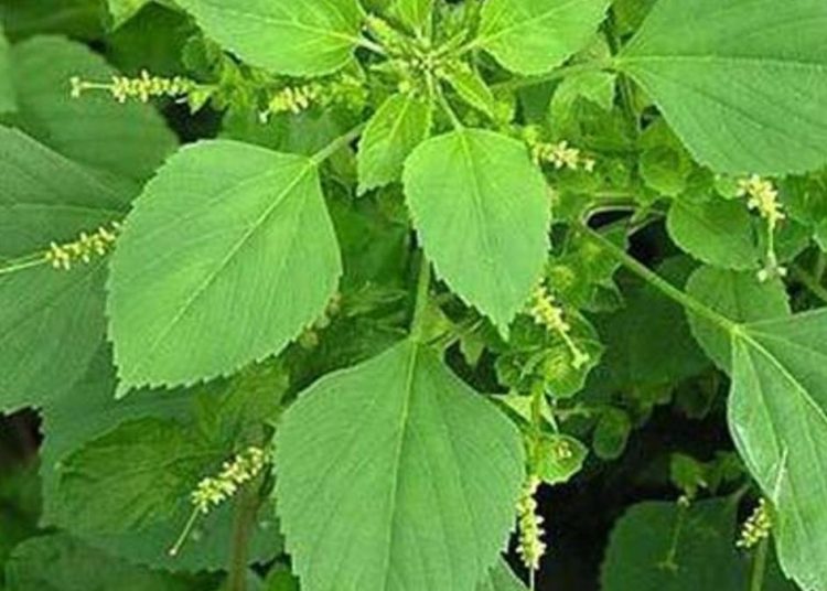 25 Manfaat Daun Anting-Anting untuk Kesehatan Optimal di Halaman Rumah