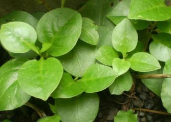 Manfaat Binahong untuk Kesehatan Bantu Penyembuhan Luka dan Redakan Peradangan